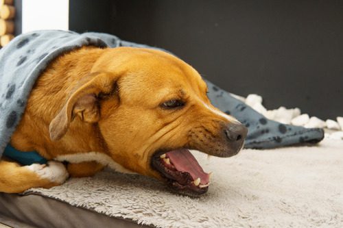 dog-laying-in-bed-coughing