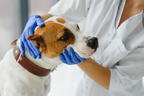 female-vet-examining-dog's-teeth