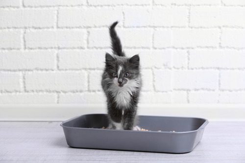 black-and-white-fluffy-cat-in-litter-box