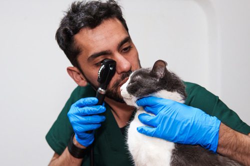 male-vet-examining-black-and-white-cat's-eye-at-clinic