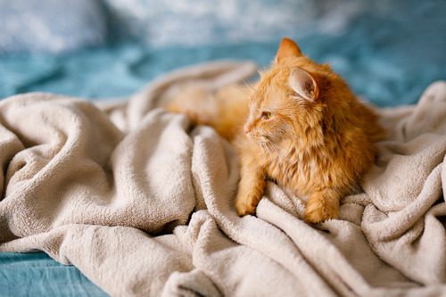 orange-cat-laying-with-a-blanket-on-a-bed