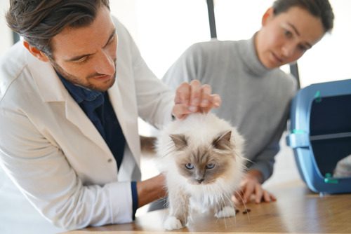 male-vet-examining-cat-while-female-owner-watches