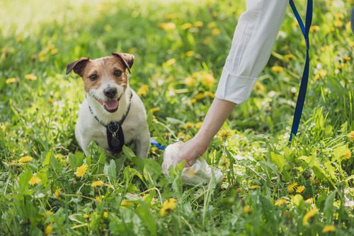 female-pet-owner-picking-up-jack-russell-terrier-dog's-poop-in-flower-field