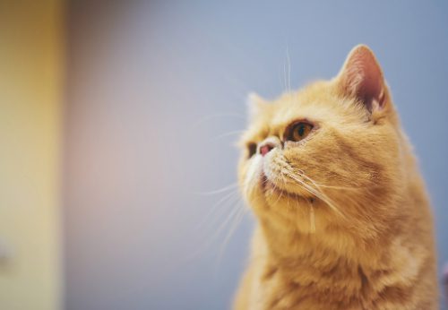 orange cat drooling out of the corner of its mouth