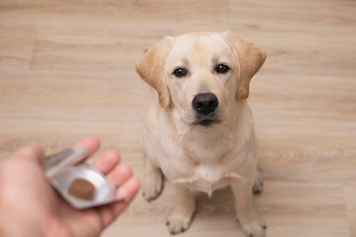 pet owner holds out flea and tick chewable for yellow labrador dog
