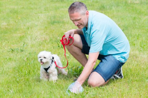 man picking up his small dog's poop in the park