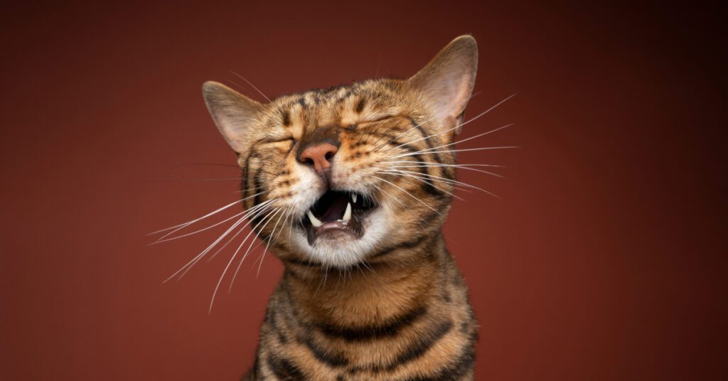 close up of cat with its eyes closed and mouth open