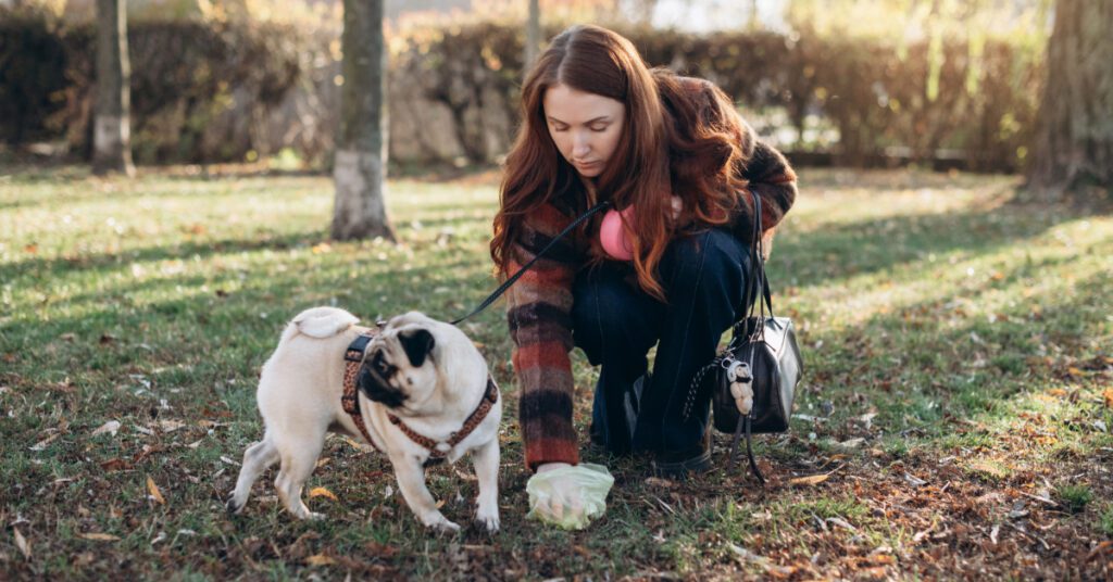 female dog owner picking up pug dog's poop in the park