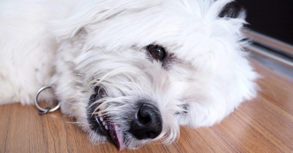 close up of white dog's face as they lay on the floor at home