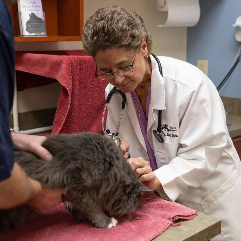 female doctor petting cat