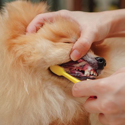 Brushing Pomeranians Teeth