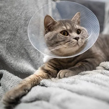 Cat Wearing Cone