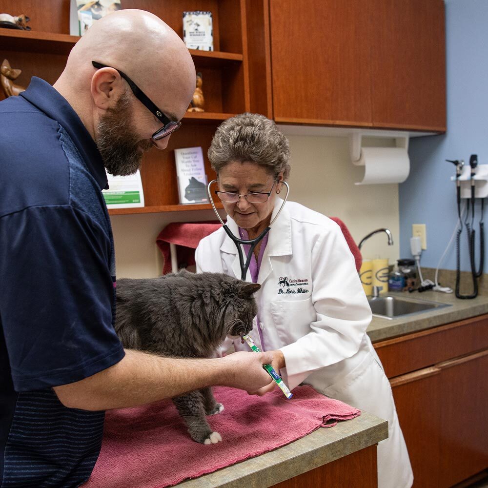 Close Up Of Dr White Checking Cats Heartbeat While Owneer Feeds Them