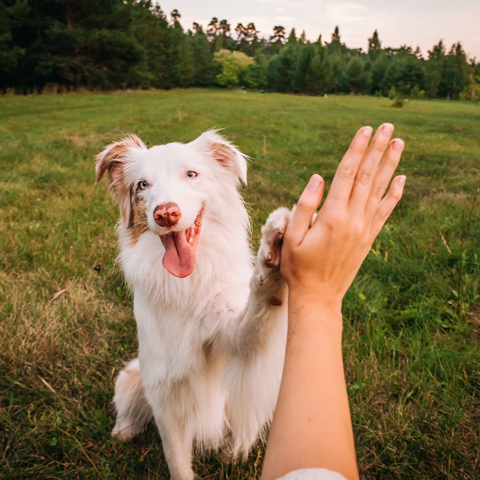 australian shepherd high fiving owner outdoors in field