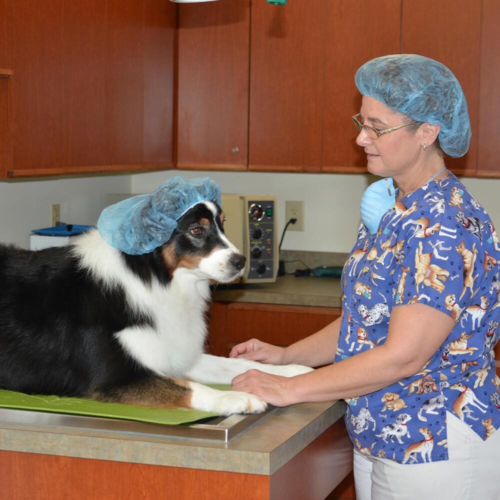 Dr White Comforting Australian Shepherd Before Surgery