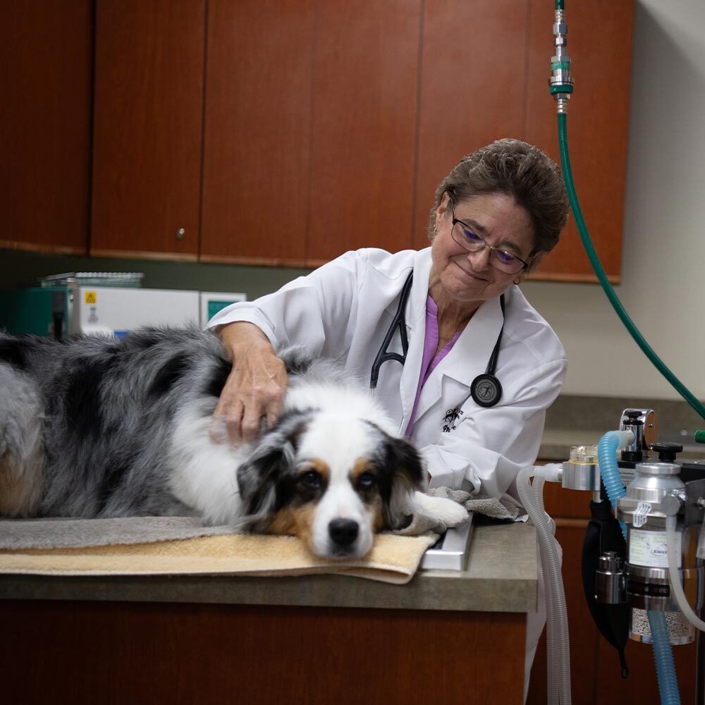 Dr White Comforting Australian Shepherd Before Surgery