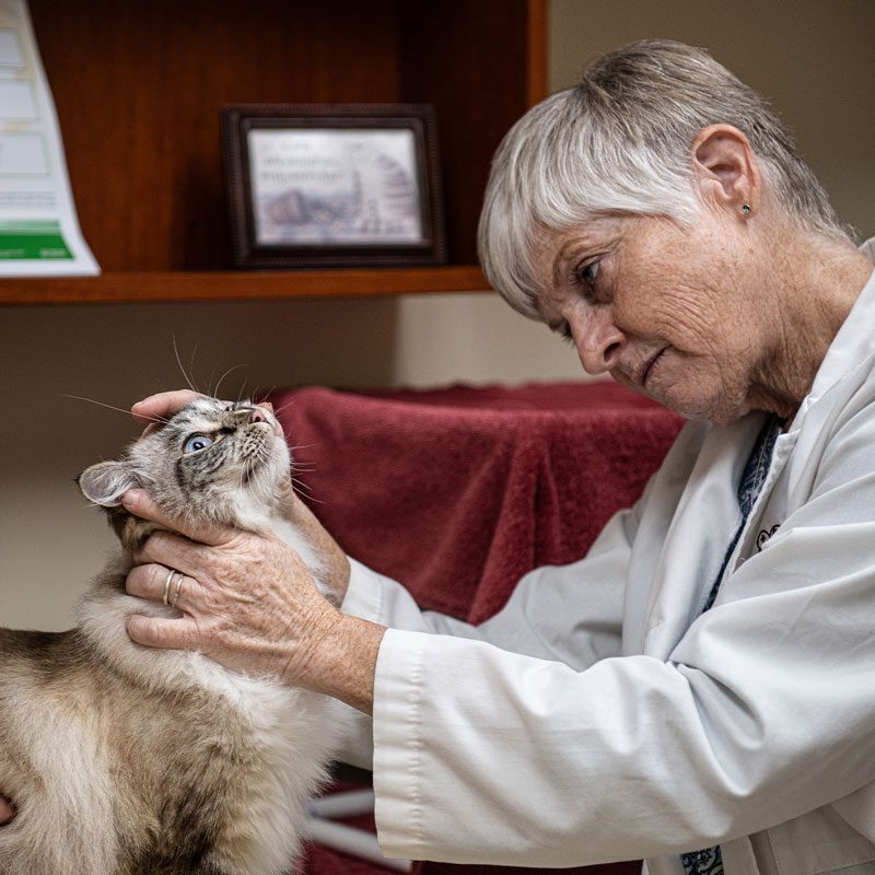 Looking At Cats Skin